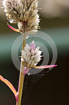 Spider web on flower