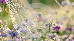 Spider web on the flowers