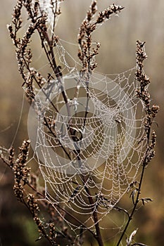 Spider web in foggy forest