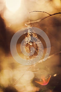 Spider web in forest