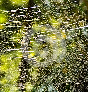 Spider web