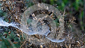 Spider Web found on Gause