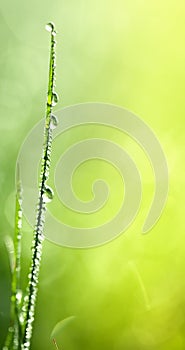 Spider web on fresh green grass