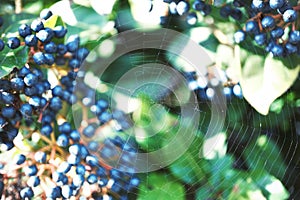 Spider Web On Fruits Of Blue Elderberry