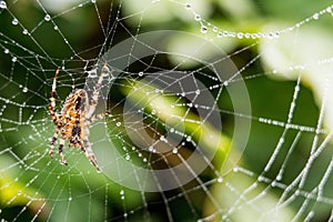 A spider with spider web full of dew drops photo