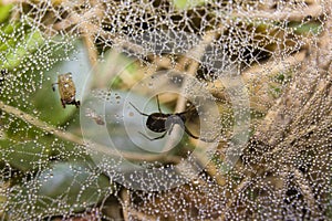 Spider and web full of water drops