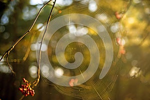 Spider web on a bush with berries