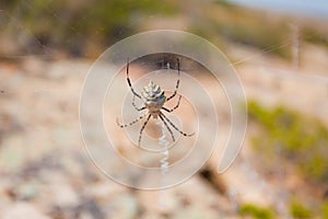 A spider on a web in the garden in a selective focus