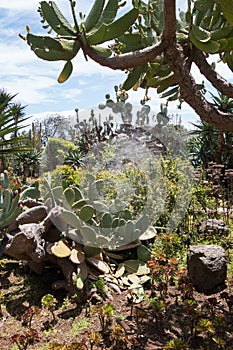 Spider web in a giant aloe plant