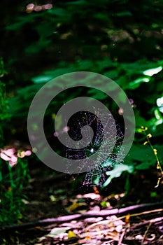Spider web glowing in the sun light in the middle of the forrest photo