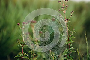 Spider web grass dawn shiny drops sun