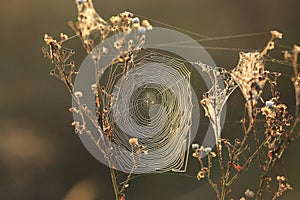 web in morning ligh photo