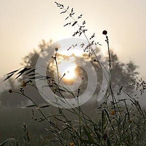 Spider web in grass with water drops in morning sun light