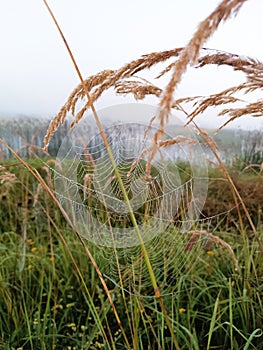 A spider web is on a grassy field