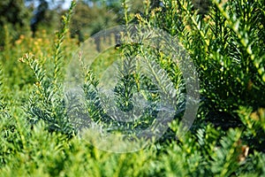 Spider web hanging from Taxus baccata bushes. Taxus baccata is a species of evergreen tree in the family Taxaceae. Berlin, Germany