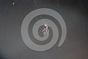 Spider in the web hanging in there