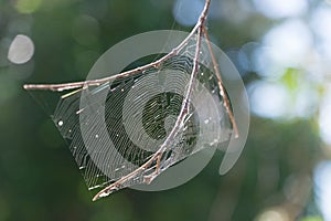 A spider web is hanging from a tree branch photo