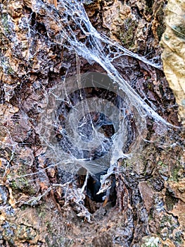 Spider web in the hollow of a tree