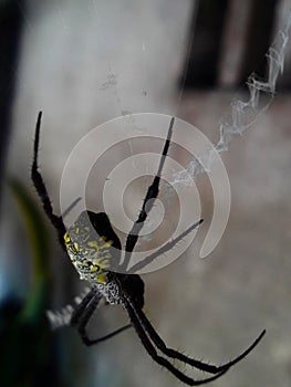 Spider web home page