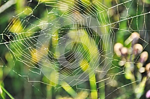 spider web hung between the grasses in the meadow on the lawn