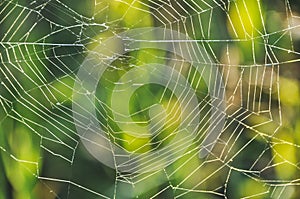 spider web hung between the grasses in the meadow on the lawn