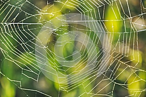 spider web hung between the grasses in the meadow on the lawn