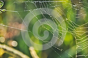 spider web hung between the grasses in the meadow on the lawn