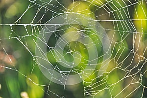 spider web hung between the grasses in the meadow on the lawn