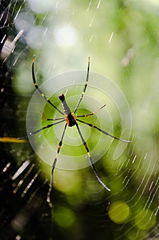 Spider web of the hunt