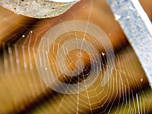 Spider web imacro