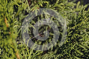 spider web inside the crown of a coniferous tree