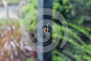 Spider web inside out view