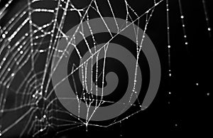Spider web isolated on black