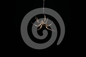 spider on a web isolated on black background. close-up