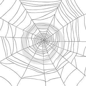 Spider and web isolated on white,