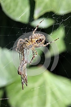 Spider on a web with its captured dragonfly.