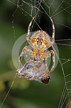 Spider on a web with its captured hoverfly.