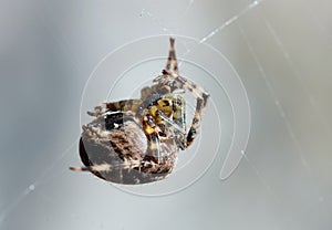 Spider in web waiting to catch prey. Arachnid. photo