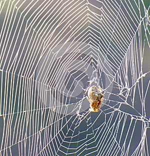 Spider web and its owner shrunken at the center