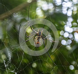 Spider on the web in jungle
