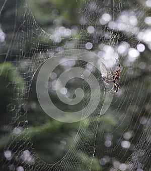 Spider on a web