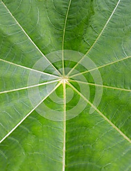 Spider web leaf design shape