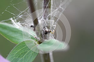 Spider web on the leaves in the garden