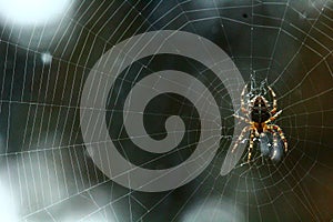 Spider web life