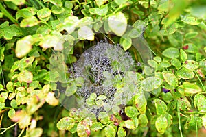 Spider web