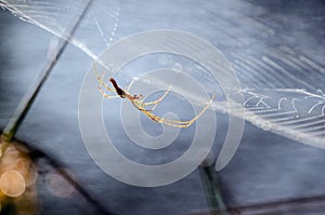 Spider Web, Longbodied Cellar Spider