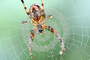 Spider on a web macro.