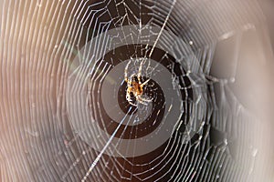 Spider web or thin web made up of microscopic threads that spiders weave in order to trap their prey, usually insects photo