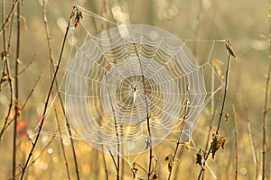 spider web on a meadow sunny autumn morning close up of cobweb the day spiderweb covered with dew backlit by rising sun october