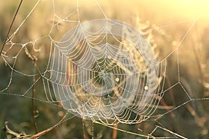 spider web on a meadow on a sunny autumn morning close up of cobweb on the meadow on a sunny autumn day spiderweb covered with